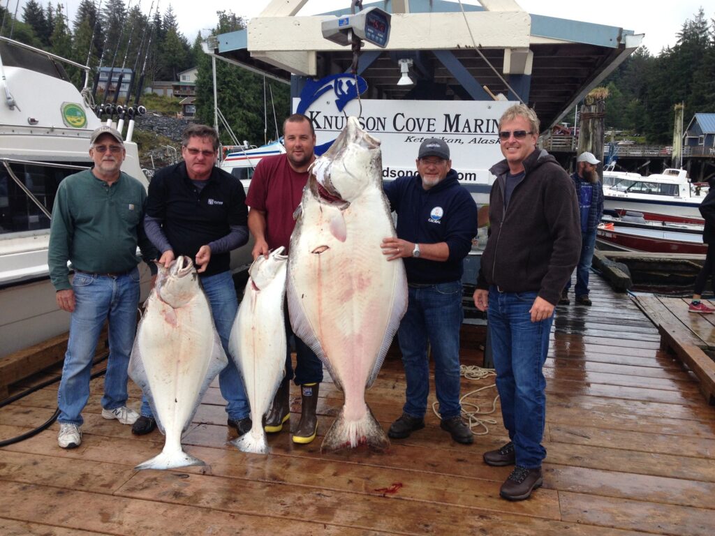 Halibut