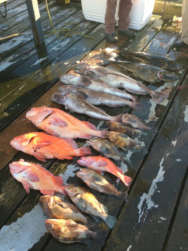 Rockfish